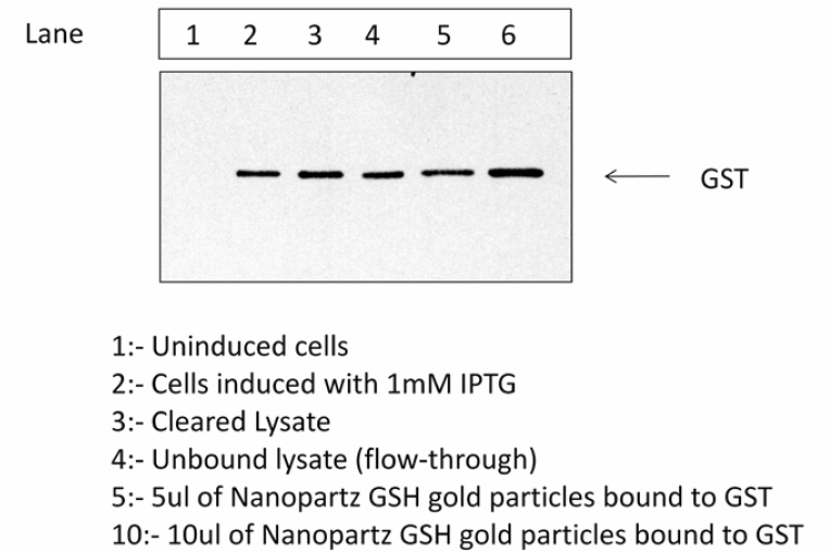 microgold in vitro